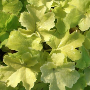 Heuchera Citronelle - Purpurglöckchen