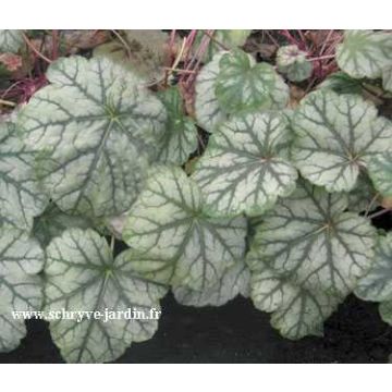 Heuchera Mint Frost - Purpurglöckchen