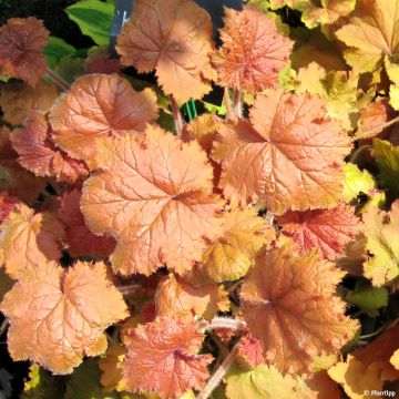 Heuchera - Purpurglöckchen