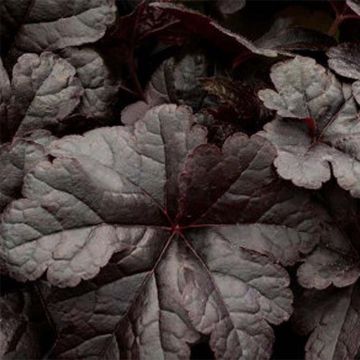 Heucherella Onyx - Schaumglöckchen