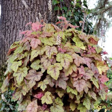 Heucherella Redstone Falls - Schaumglöckchen