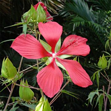 Hibiscus coccineus - Scharlach-Hibiskus