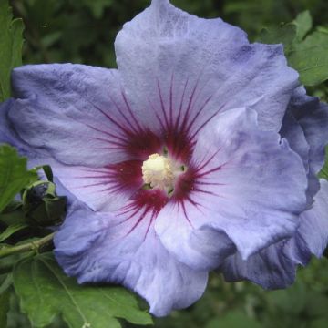 Garten-Hibiscus Marina - Hibiscus syriacus