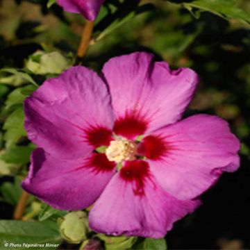 Garten-Hibiscus Russian Violet (II) - Hibiscus syriacus