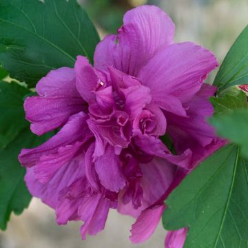 Garten-Hibiscus Freedom - Hibiscus syriacus