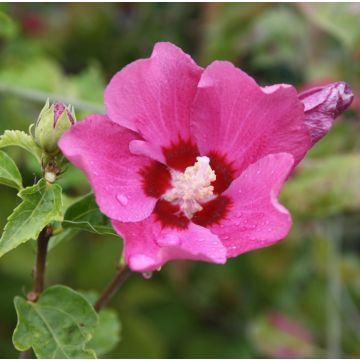 Garten-Hibiscus Woodbridge - Hibiscus syriacus