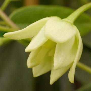 Holboellia latifolia