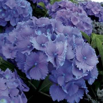 Hortensia - Hydrangea macrophylla Hambourg