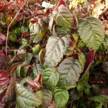 Hydrangea anomala petiolaris Winter Surprise - Kletter-Hortensie