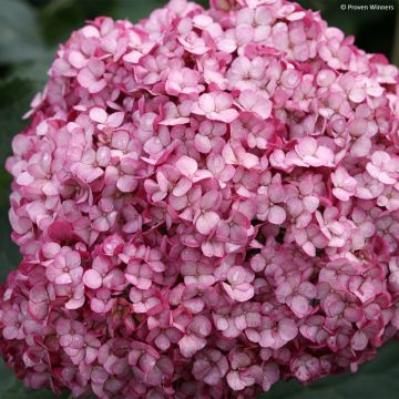 Ballhortensie BellaRagazza Mauvette - Hydrangea arborescens