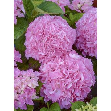 Hydrangea macrophylla Big Data Pink - Bauernhortensie