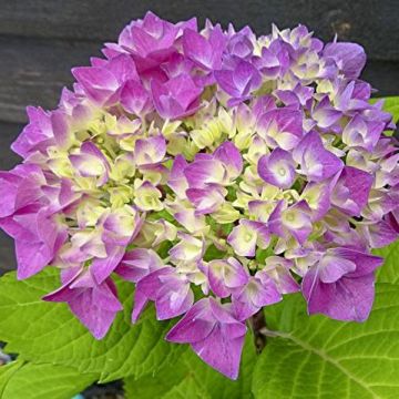 Hydrangea macrophylla Flair & Flavours Sweet Cupcake - Bauernhortensie