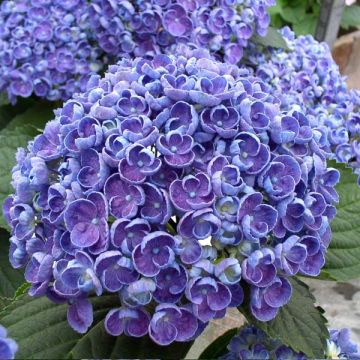 Hydrangea macrophylla Hovaria Hopcorn - Bauernhortensie