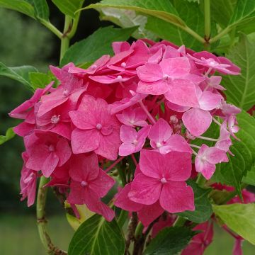 Hydrangea macrophylla Constellation - Bauernhortensie