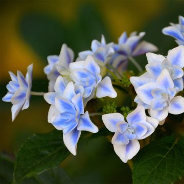 Hydrangea macrophylla Star Gazer Blue - Bauernhortensie