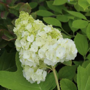 Eichenblatt-Hortensie Harmony - Hydrangea quercifolia