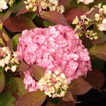 Hydrangea serrata Precioza - Tellerhortensie