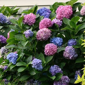 Hydrangea macrophylla L.A Dreamin - Bauernhortensie