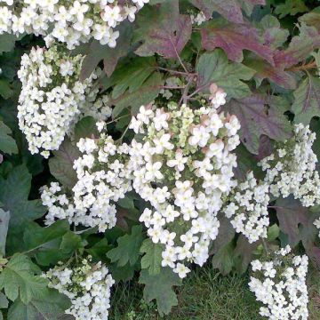 Eichenblatt-Hortensie Applause - Hydrangea quercifolia