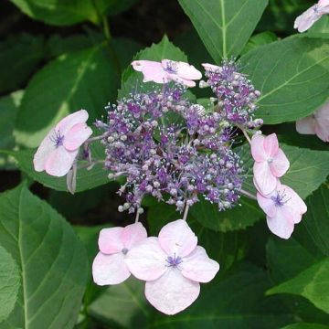 Hydrangea serrata Tiara - Tellerhortensie