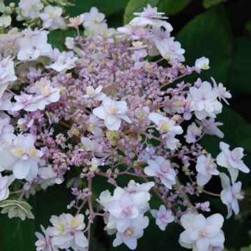 Hydrangea involucrata Yoraku Tama - Hüllblatt-Hortensie