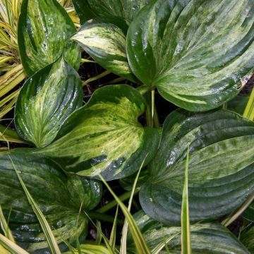 Hosta Midnight at the Oasis - Garten-Funkie