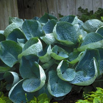 Hosta Abiqua Drinking Gourd - Garten-Funkie