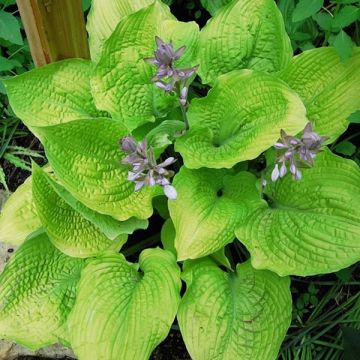 Hosta Coast to Coast - Garten-Funkie