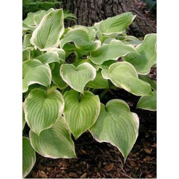 Hosta Fragrant Bouquet