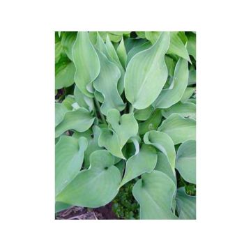 Hosta Grey Beauty - Garten-Funkie