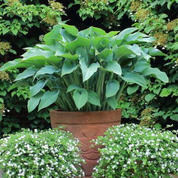 Hosta nigrescens Krossa Regal - Garten-Funkie