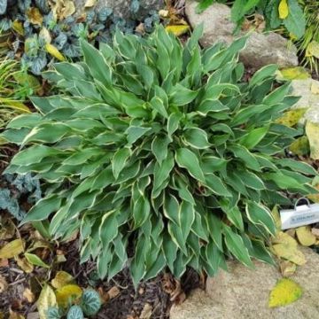 Hosta Little Devil - Garten-Funkie