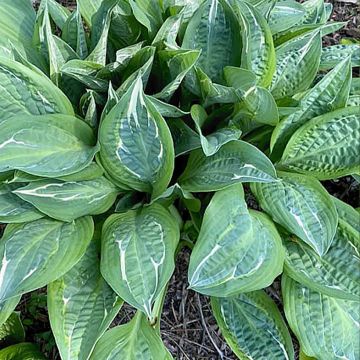 Hosta Moulin Rouge - Garten-Funkie