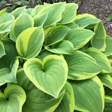 Hosta The King - Garten-Funkie