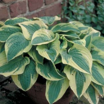 Hosta Wide Brim - Garten-Funkie