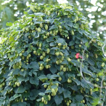 Humulus lupulus - Hopfen