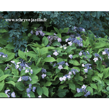 Hortensia - Hydrangea serrata Spreading beauty