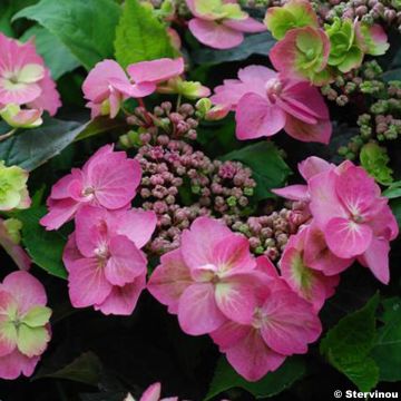 Hydrangea serrata Cotton Candy - Tellerhortensie