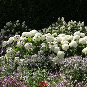 Schneeballhortensie Annabelle - Hydrangea arborescens