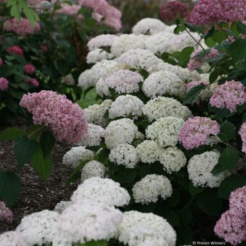 Schneeballhortensie BellaRagazza Blanchetta - Hydrangea arborescens