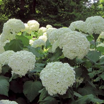 Hortensia arborescens Strong Annabelle ( Incrediball )