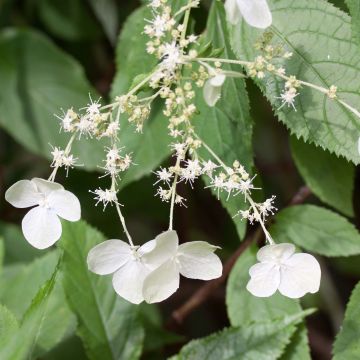 Hydrangea heteromalla - Chinesische Hortensie