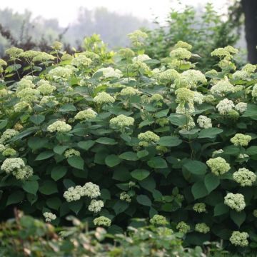 Ballhortensie Lime Rickey - Hydrangea arborescens