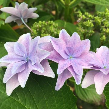 Hydrangea macrophylla Hovaria Elleair Anniversary - Bauernhortensie