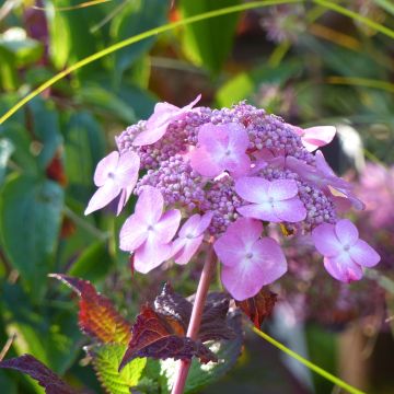 Hydrangea macrophylla Endless Summer Twist and Shout - Bauernhortensie