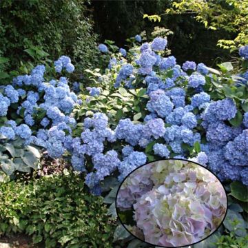 Hydrangea macrophylla Generale Vicomtesse de Vibraye - Bauernhortensie