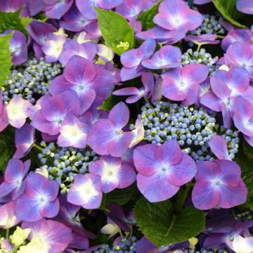 Hydrangea macrophylla Kardinal Violet - Bauernhortensie