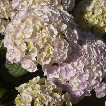 Hydrangea macrophylla Kazan - Bauernhortensie