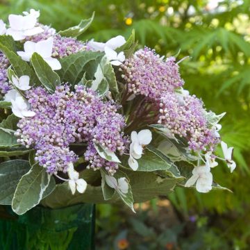 Hydrangea macrophylla Light'o'Day - Bauernhortensie