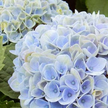 Hydrangea macrophylla Magical Revolution Bleu - Bauernhortensie